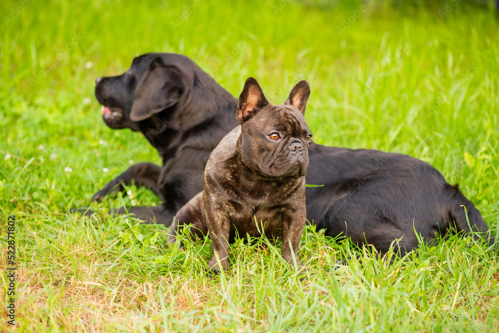 Two dogs on the grass, a French bulldog in focus and a black Labrador retriever in defocus. Two dogs on the grass, a French bulldog in focus and a black Labrador retriever in defocus.
