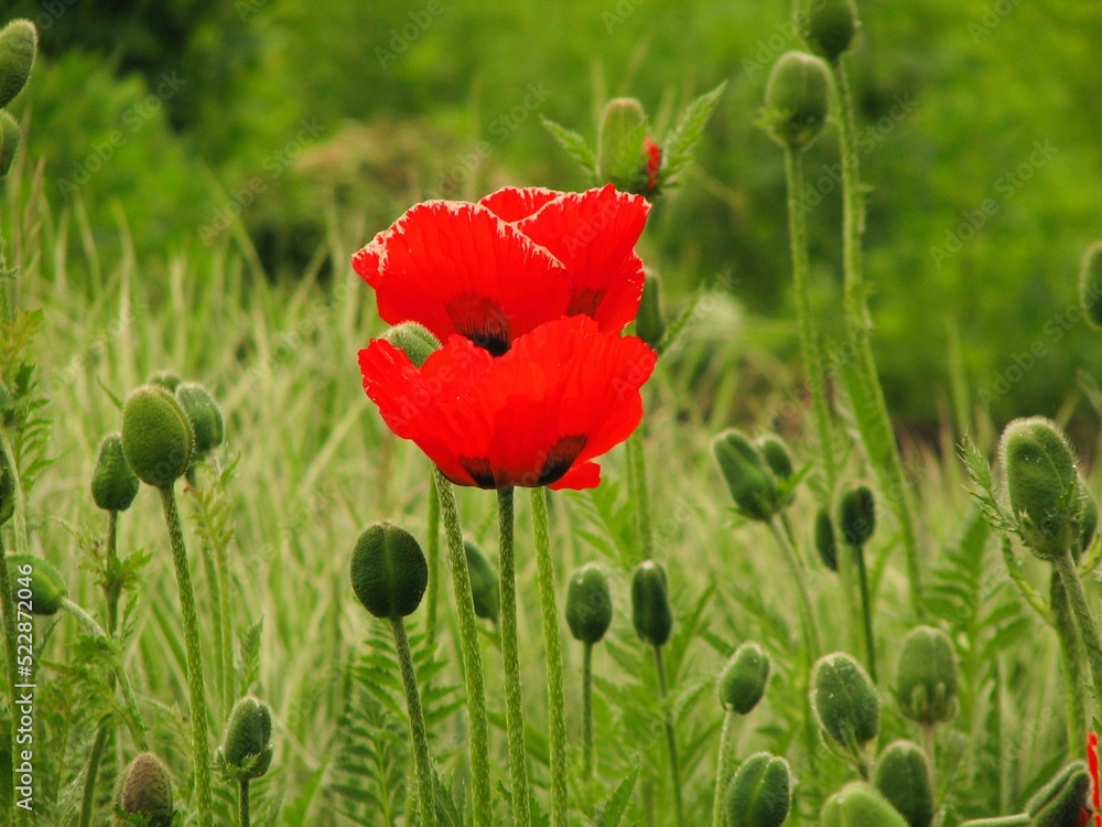Naklejka premium red poppy in the field