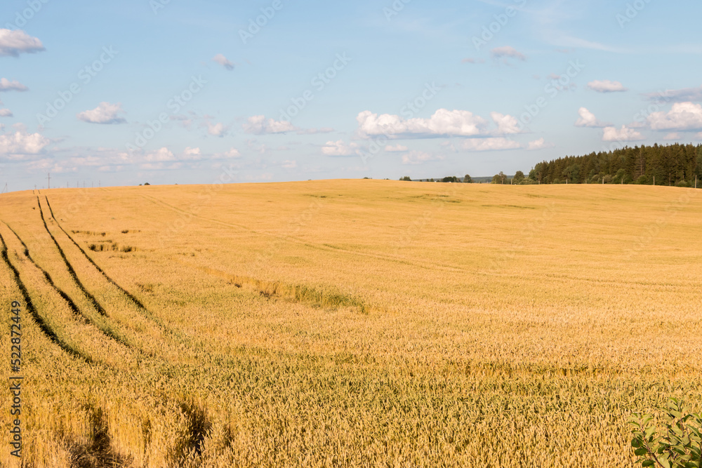 Beautiful summer landscape. A field of ripe wheat. Beautiful summer landscape. A field of ripe wheat.