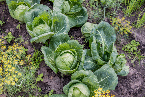 growing cabbage in a vegetable garden