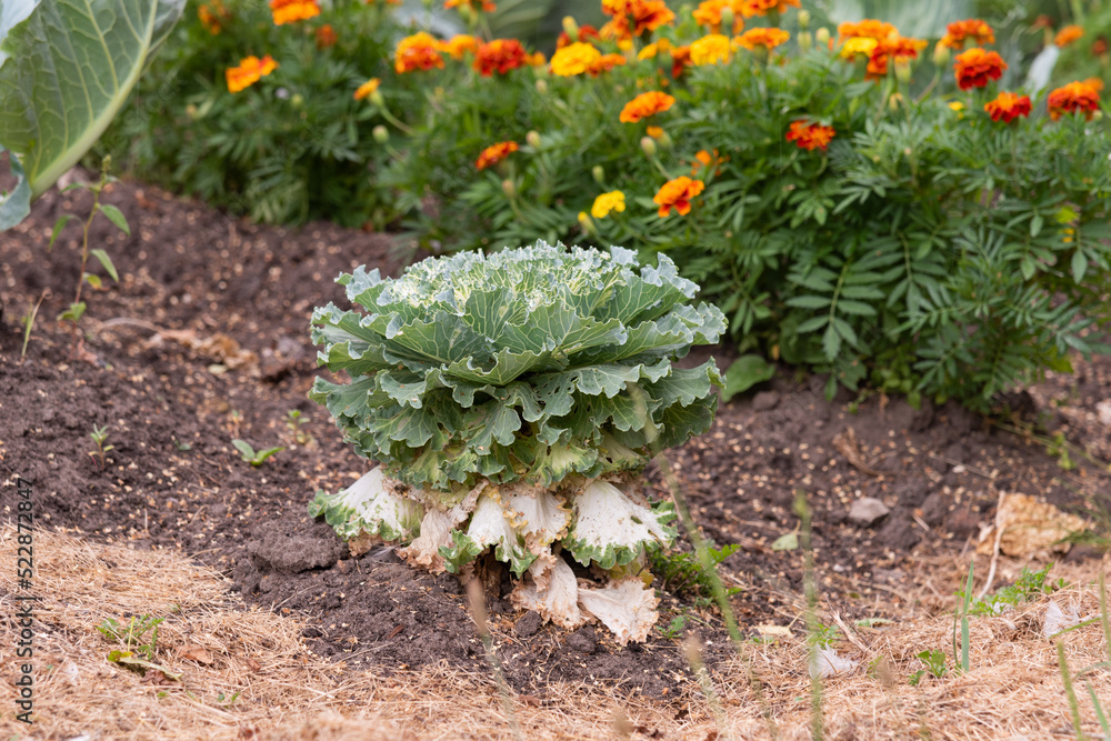Ornamental cabbage grows in a garden bed in a large garden and field along with orange velvet flowers - harvest ripened, growing vegetables, gardening, agriculture Ornamental cabbage grows in a garden bed in a large garden and field along with orange velvet flowers - harvest ripened, growing vegetables, gardening, agriculture