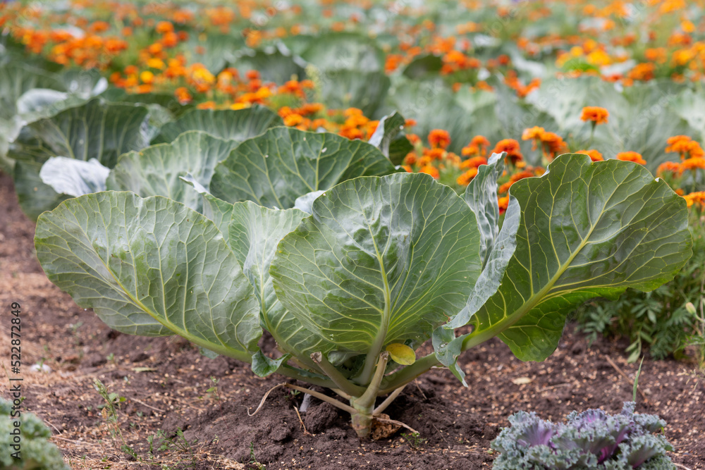 Naklejka premium White cabbage grows in a garden bed in a large garden and field along with orange velvet flowers - harvest ripened, growing vegetables, gardening, farming