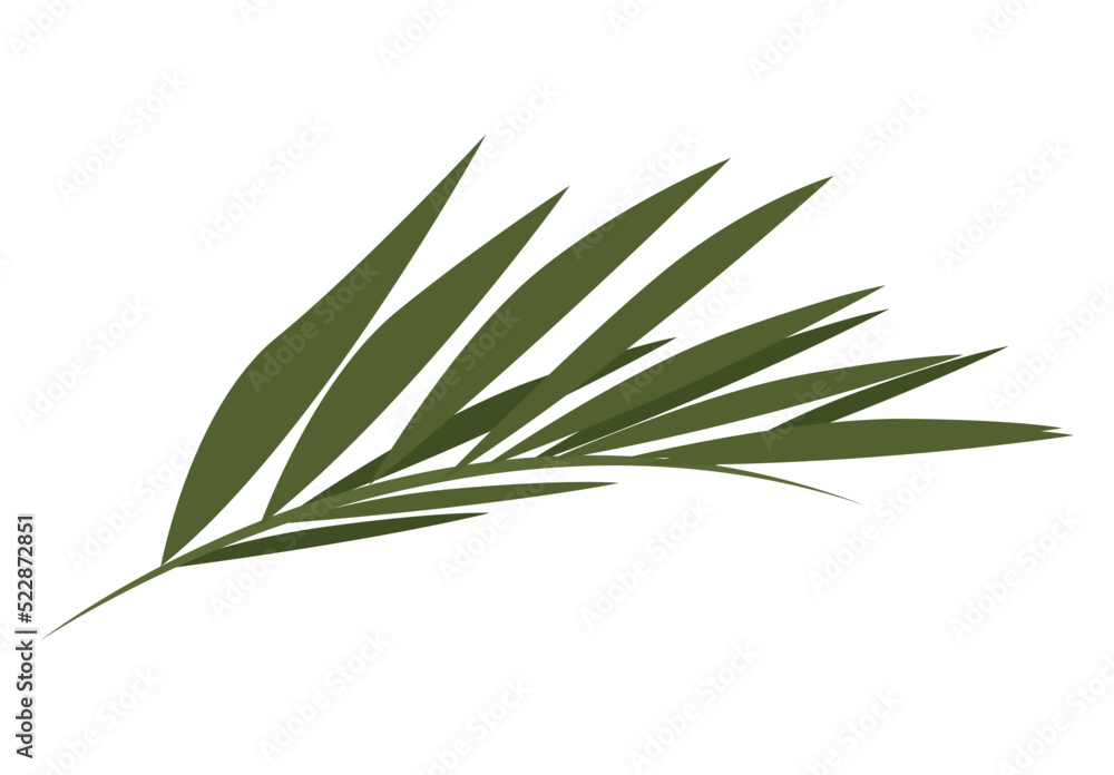 palm leave plant foliage palm leave plant foliage