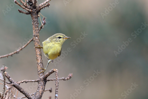 fitis Phylloscopus trochilus photo