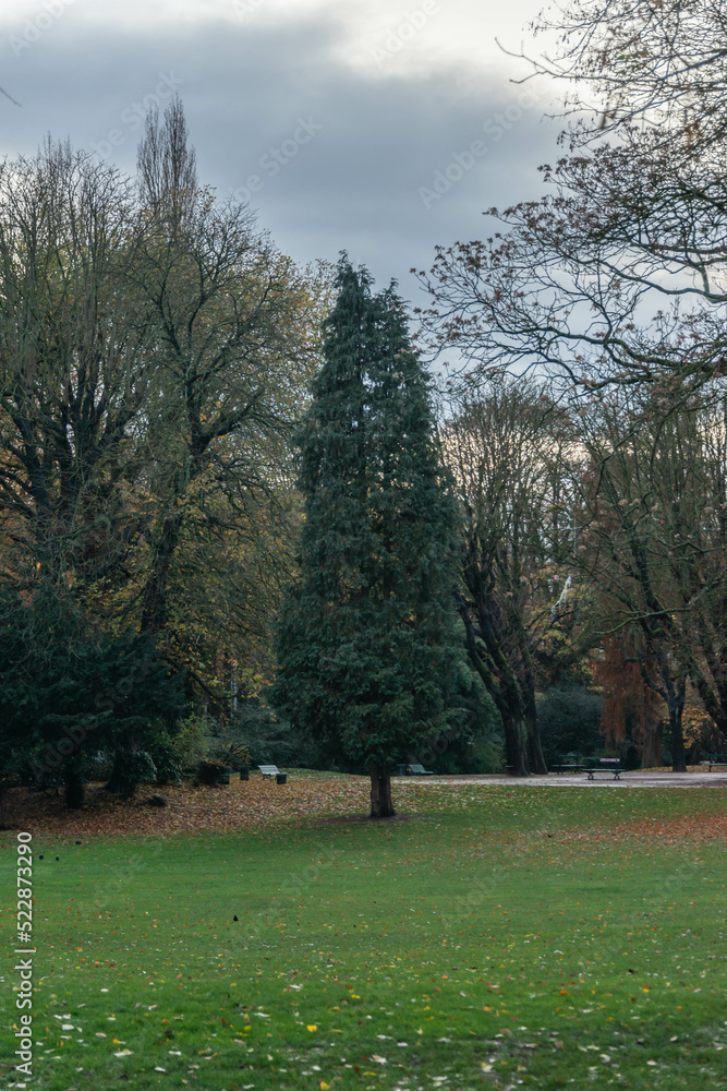 Obraz premium trees in the park