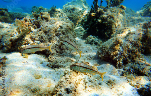 Mullus barbatus - Goatfish photographing underwater in the Mediterranean Sea 