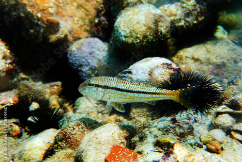 Mullus barbatus - Goatfish photographing underwater in the Mediterranean Sea       photo