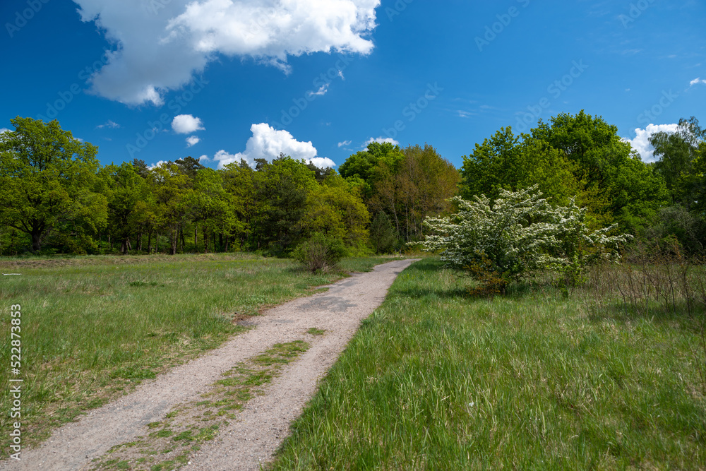 path in the countryside and a blue sky in the summer