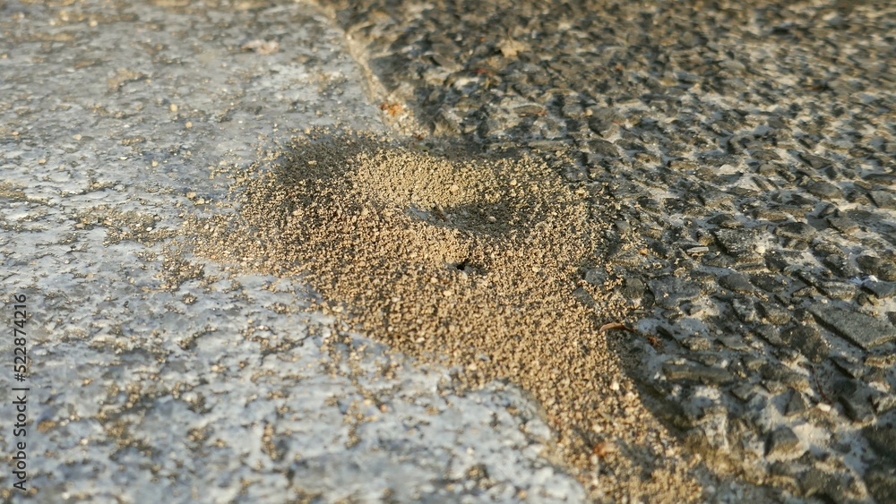 神社の境内にあるアリの巣の入り口 foto de Stock Adobe Stock
