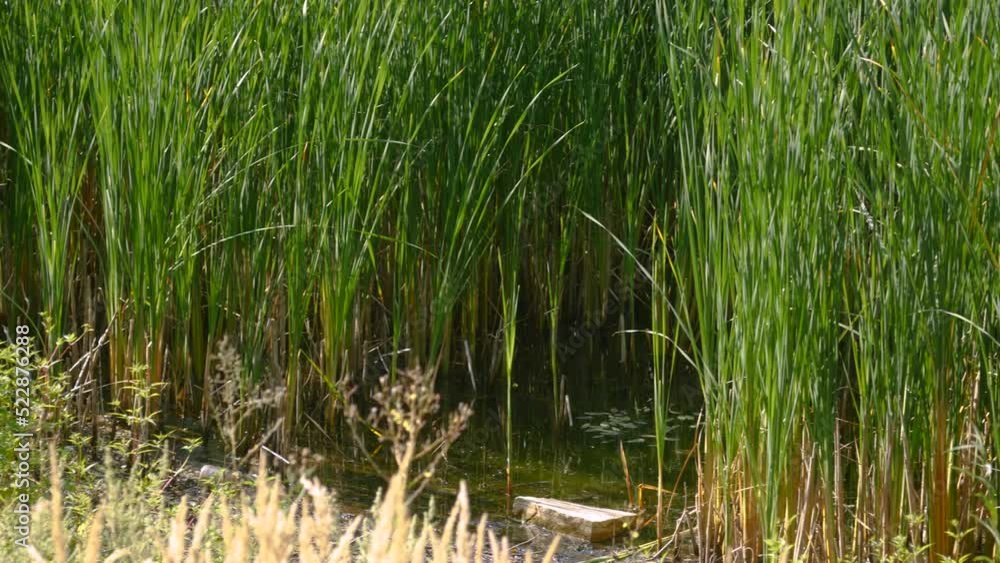 Zarośla traw wyrastających z brudnego bajora, wysoka brudna woda Zarośla traw wyrastających z brudnego bajora, wysoka brudna woda