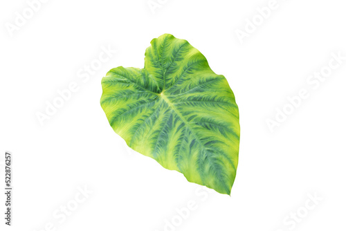 Colocasia esculenta green leaf isolated transparent png. Taro or kalo tropical plant photo