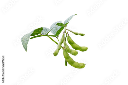 Soybean or soya bean branch isolated transparent png. Glycine max plant with beans and leaves.  photo
