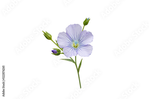 Flax blue flower and buds branch isolated transparent png. Linum usitatissimum. Linen fabric plant.