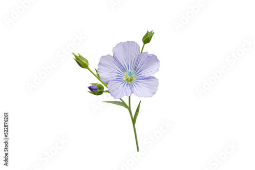 Fotografie Flax blue flower and buds branch isolated transparent png