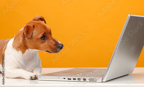the dog uses a laptop.jack russell terrier looks at something, communicates with someone, uses a laptop on a yellow background isolated. © serhii