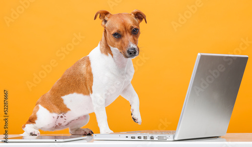 the dog uses a laptop.jack russell terrier looks at something, communicates with someone, uses a laptop on a yellow background isolated.