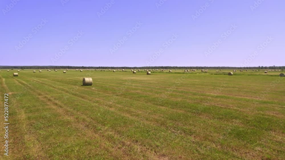 Round haystack straw dry grass rolls after harvesting season at ...