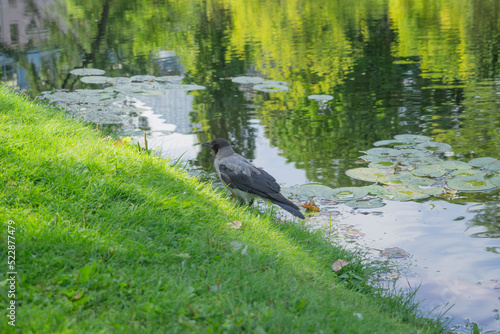 Cute dark bird Crow is standing nest to pond at the Botanic garden in summer sun