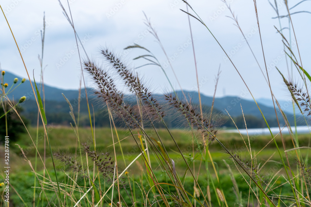 dwarf fountain grass are in rural area of Fukuoka prefecture, JAPAN. dwarf fountain grass are in rural area of Fukuoka prefecture, JAPAN.