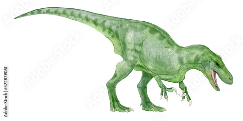 アウストラロヴェナトル 白亜紀前期（9500万年前）現在のオーストラリア大陸に生息していた獣脚類。分類上はアロサウス上科あるいはティラノサウルス上科に属するとされる。2009年に命名された。学名はアウストラロ(南）ヴェナトル（狩人）の合成。フクイラプトルの近縁種ともいわれる。