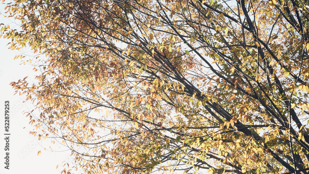Obraz premium autumn leaves in the forest