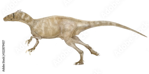 メガラプトル 白亜紀後期の初め頃の南米大陸に生息していた大型の肉食恐竜。化石はアルゼンチンから出土している。学名の由来のラプトルは三日月型の35センチにもなる巨大な鉤爪（シックルクロウ）である。しかしその鉤爪はドロマエオサウルス類のように後肢にあるのではなく、前肢にあったことが判明した。