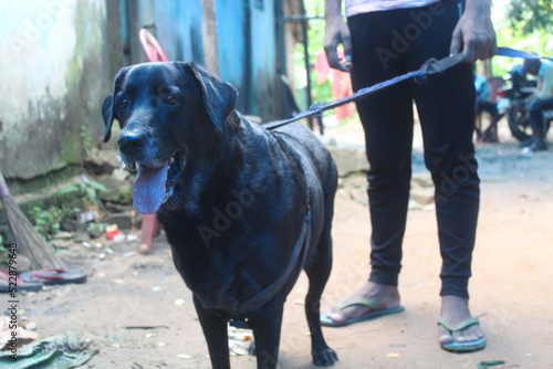 dog black Hd Image