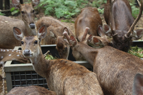 Fototapeta Naklejka Na Ścianę i Meble -  a herd of Timor deer eating food in the morning