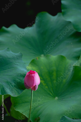 Lotus and Leaf