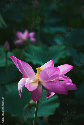 Lotus and Leaf