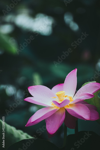 Lotus and Leaf