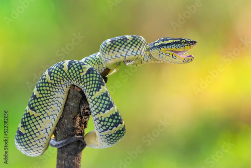 Yawning or Angry Female Temple Pit Viper photo