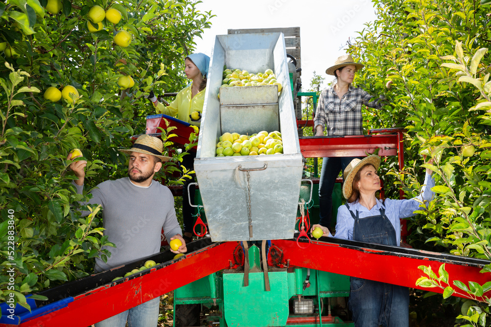 Team of professional workers harvests apples on a plantation. High quality photo