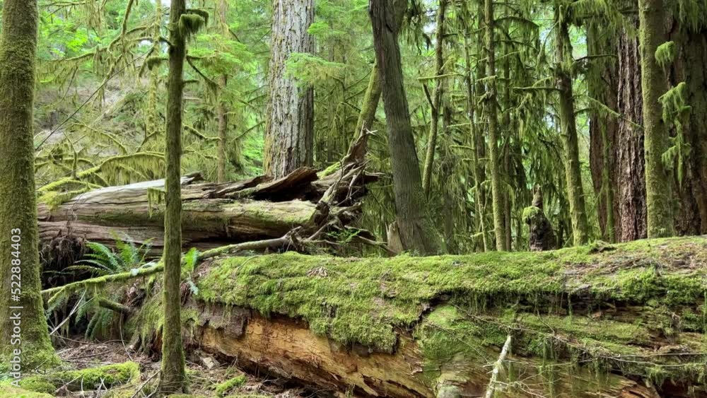 MacMillan Provincial Park Seven Wonders of Canada Vancouver island ancient Douglas fir Cathedral Grove old growth Douglas fir forest British Columbia cathedral grove huge thousand year old trees moss MacMillan Provincial Park Seven Wonders of Canada Vancouver island ancient Douglas fir Cathedral Grove old growth Douglas fir forest British Columbia cathedral grove huge thousand year old trees moss