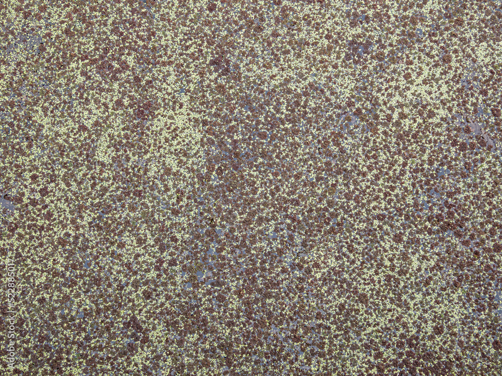 background texture of surface of the pond filled with green and brown algae background texture of surface of the pond filled with green and brown algae