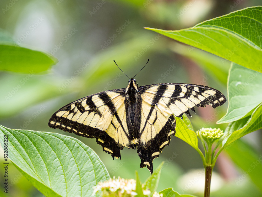 close up of a beautiful western tiger swallowtail butterfly resting on the tip of a leaf close up of a beautiful western tiger swallowtail butterfly resting on the tip of a leaf