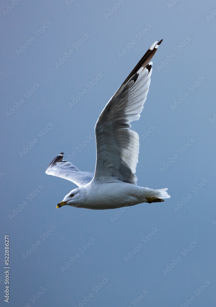Obraz premium seagull flying in the sky