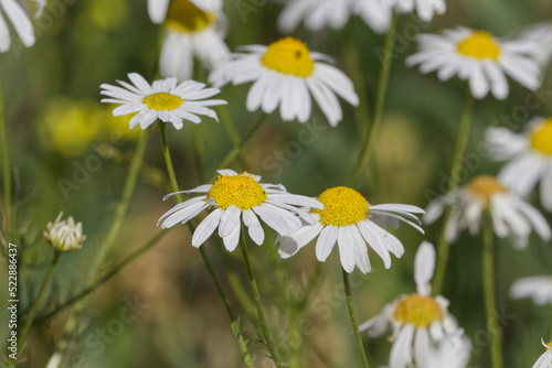 Wild Daisies blooming in the Summer
