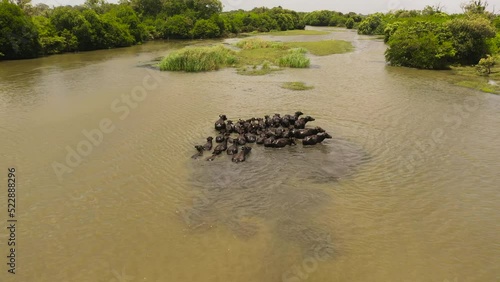 Aerial drone of herd of buffaloes in the river. Sri Lanka.