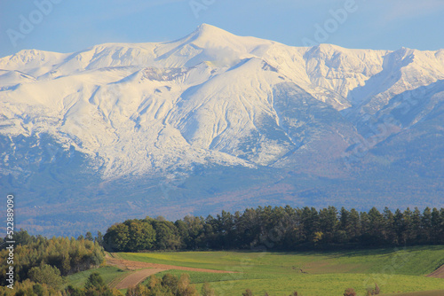 緑のカラマツ林と冠雪の山 