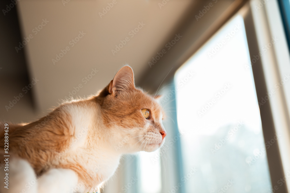 Tan tabby cat laying on its cat tree bathing in the sun next to a window