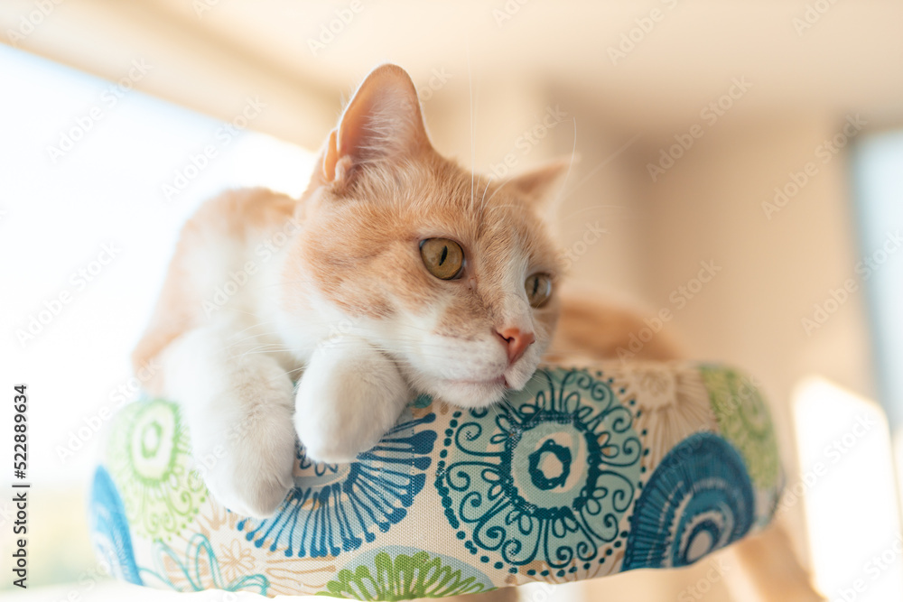 Tan tabby cat laying on its cat tree bathing in the sun next to a ...