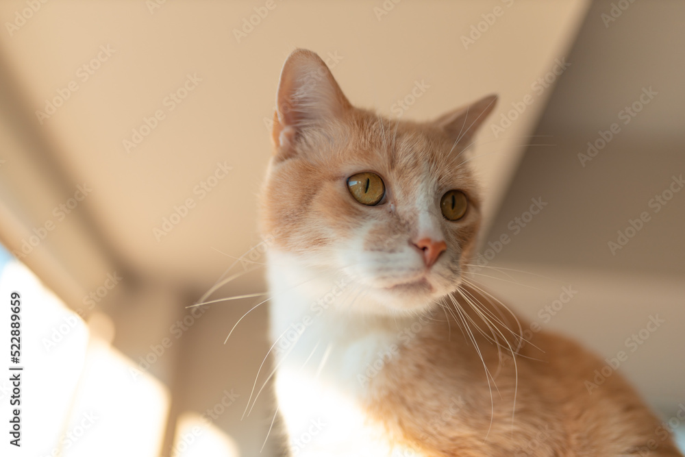 Tan tabby cat laying on its cat tree bathing in the sun next to a ...
