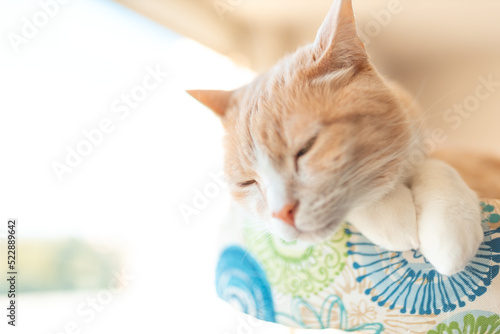 Tan tabby cat laying on its cat tree bathing in the sun next to a window