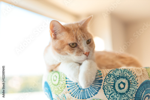 Tan tabby cat laying on its cat tree bathing in the sun next to a window