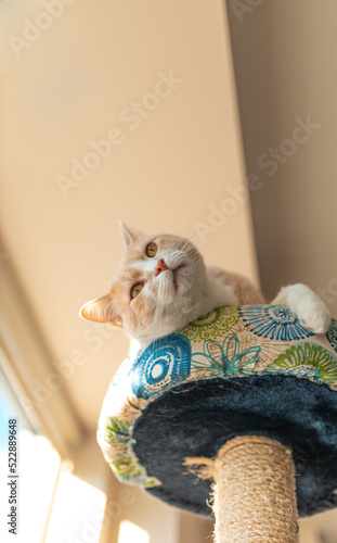 Tan tabby cat laying on its cat tree bathing in the sun next to a window