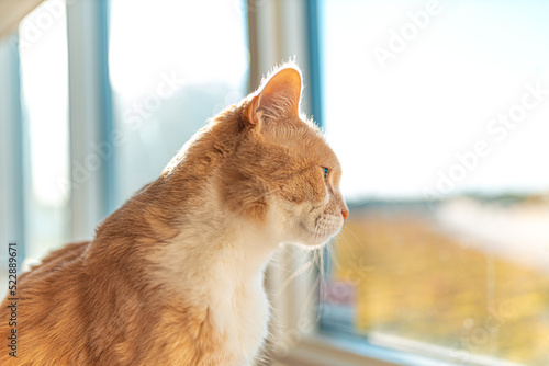 Tan tabby cat laying on its cat tree bathing in the sun next to a window