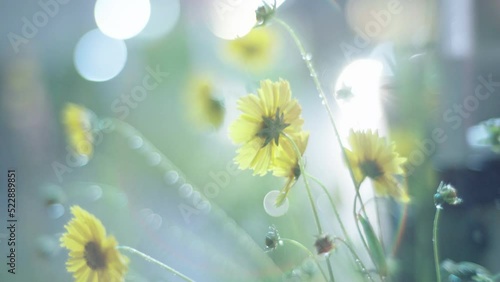 Dewdrops dripping from yellow blossoms glistening in the car lights