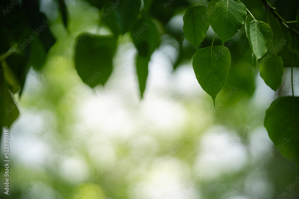 Closeup of beautiful nature view green leaf on blurred greenery background in garden with copy space using as background wallpaper page concept.i Closeup of beautiful nature view green leaf on blurred greenery background in garden with copy space using as background wallpaper page concept.i