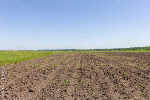 summer,plowed field,harvest laying, arable land, sunny morning, good day, nature
